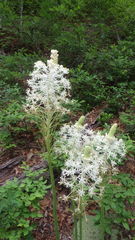 Xerophyllum asphodeloides