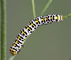 Cucullia scrophulariae