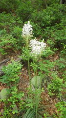 Xerophyllum asphodeloides