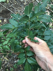 Dysoxylum gaudichaudianum