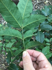 Dysoxylum gaudichaudianum