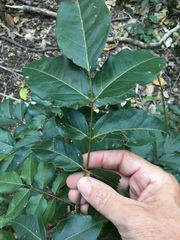 Dysoxylum gaudichaudianum