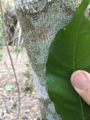 Dysoxylum gaudichaudianum