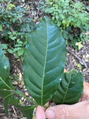 Dysoxylum gaudichaudianum