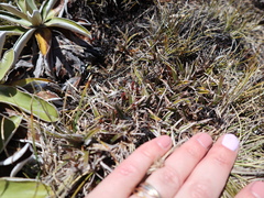 Astelia linearis