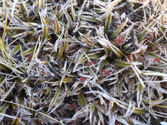 Astelia linearis