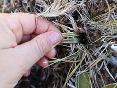 Astelia linearis