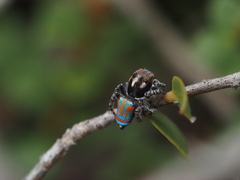 Maratus tasmanicus