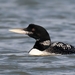 Yellow-billed Loon - Photo (c) gramandy, some rights reserved (CC BY-NC)