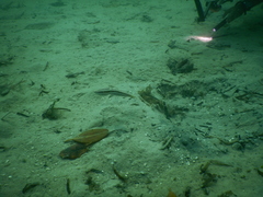 Amphioctopus mototi