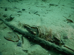 Amphioctopus mototi