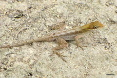 Anolis mccraniei