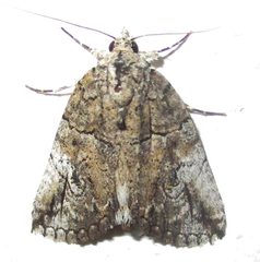Prionofrontia strigata