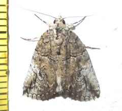 Prionofrontia strigata