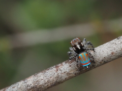 Maratus tasmanicus