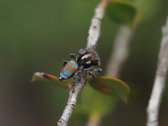 Maratus tasmanicus