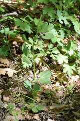 Vicia narbonensis