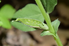 Vicia narbonensis