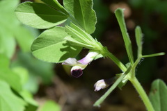 Vicia narbonensis