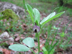 Vicia narbonensis