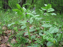 Vicia narbonensis