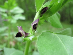 Vicia narbonensis