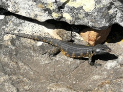 Pseudocordylus microlepidotus