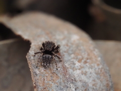 Maratus vespertilio