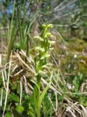 Platanthera hyperborea
