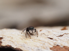 Maratus vespertilio