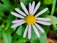 Aster indicus
