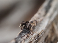 Maratus vespertilio