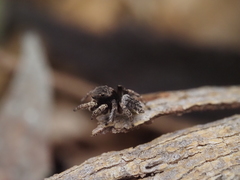 Maratus vespertilio