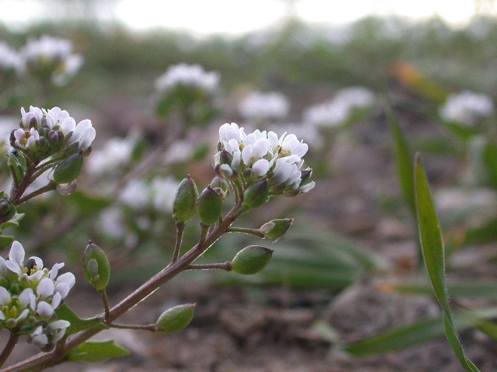 Danish Scurvy grass Buxton White Green Flowering Plants danish-scurvy-grass-buxton-white-green-flowering-plants
