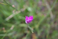 Allium brevistylum