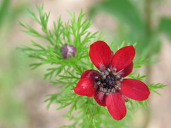 Adonis annua