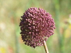 Allium ampeloprasum