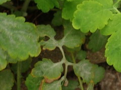 Erysiphe macleayae