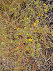 Centromadia parryi australis