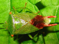 Acanthosoma labiduroides