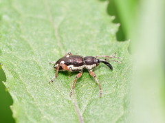 Aoplocnemis rufipes