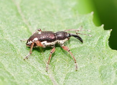 Aoplocnemis rufipes