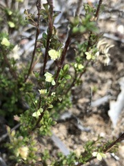 Xanthosia