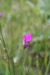 Allium brevistylum
