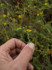 Centromadia parryi australis