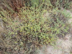 Centromadia parryi australis