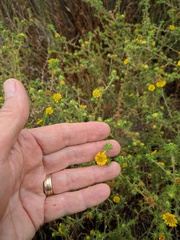 Centromadia parryi australis