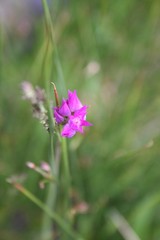 Allium brevistylum