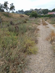 Centromadia parryi australis