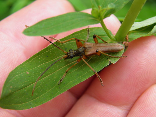 Neporinis šaknialindis
